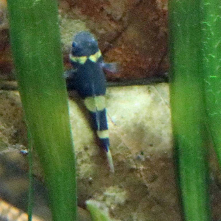 Bumblebee Goby