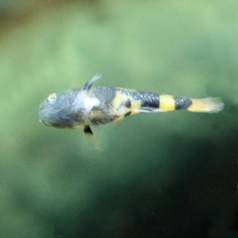 Bumblebee Goby