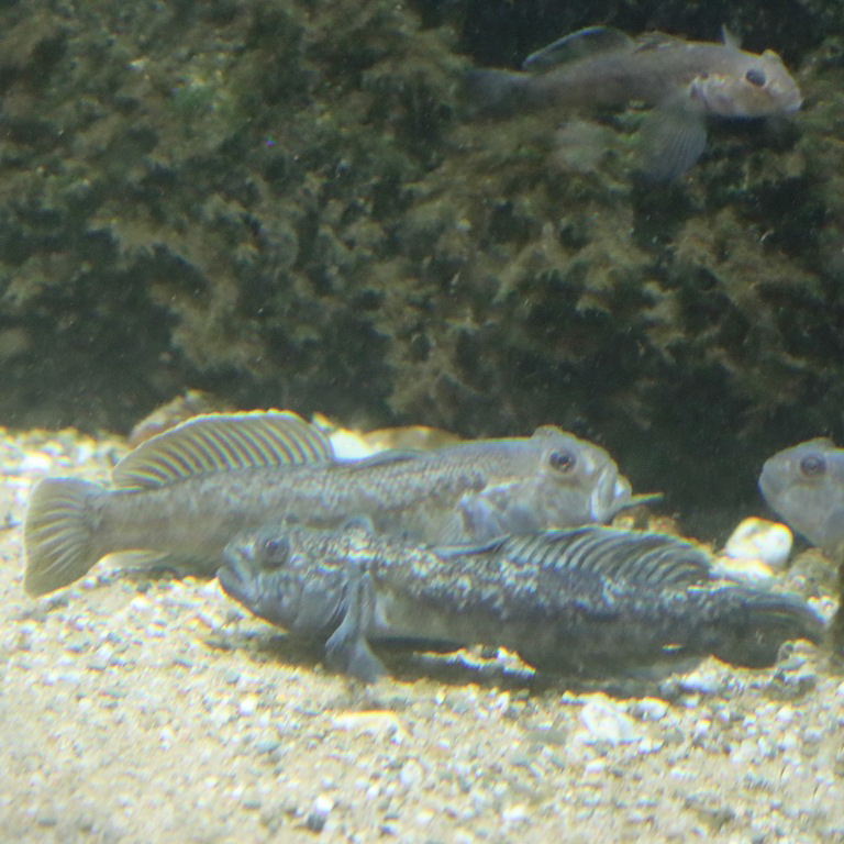 Round Goby