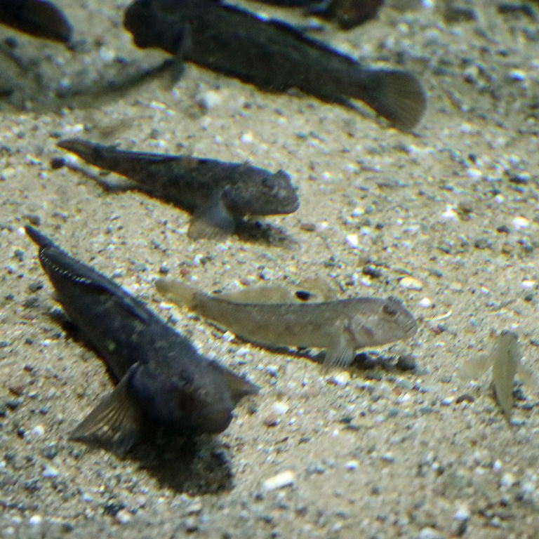 Round Goby