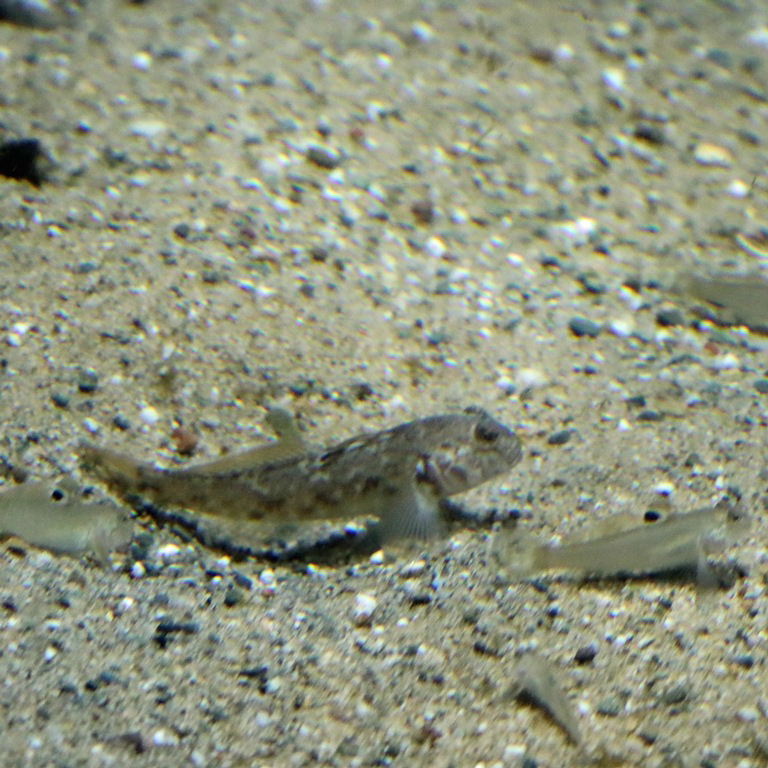 Round Goby