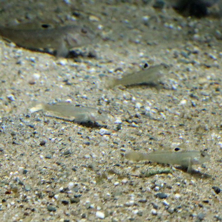 Round Goby juveniles