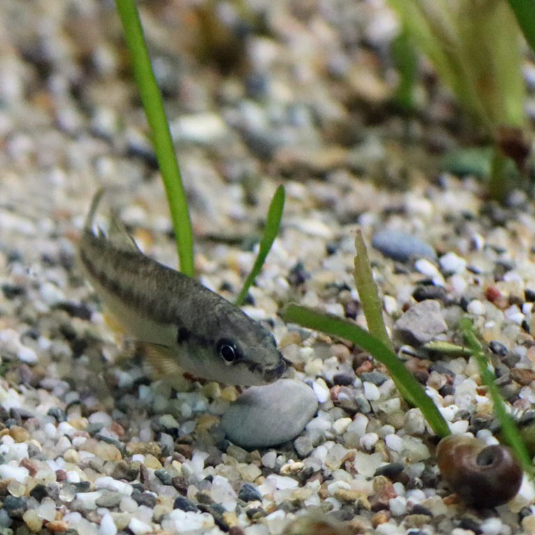 Bandfin Splitfin male