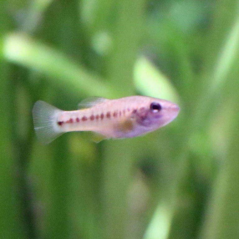 Bandfin Splitfin female