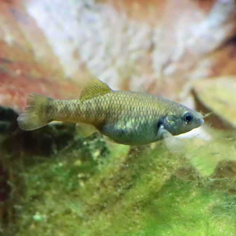 Finescale Splitfin