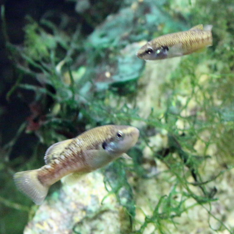 Finescale Splitfin