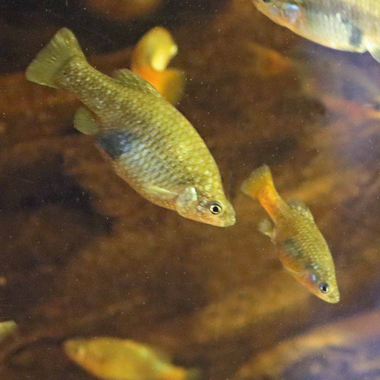 San Marcos Redtail Splitfin female