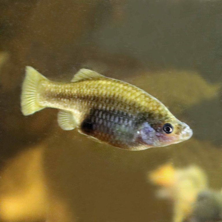 San Marcos Redtail Splitfin female