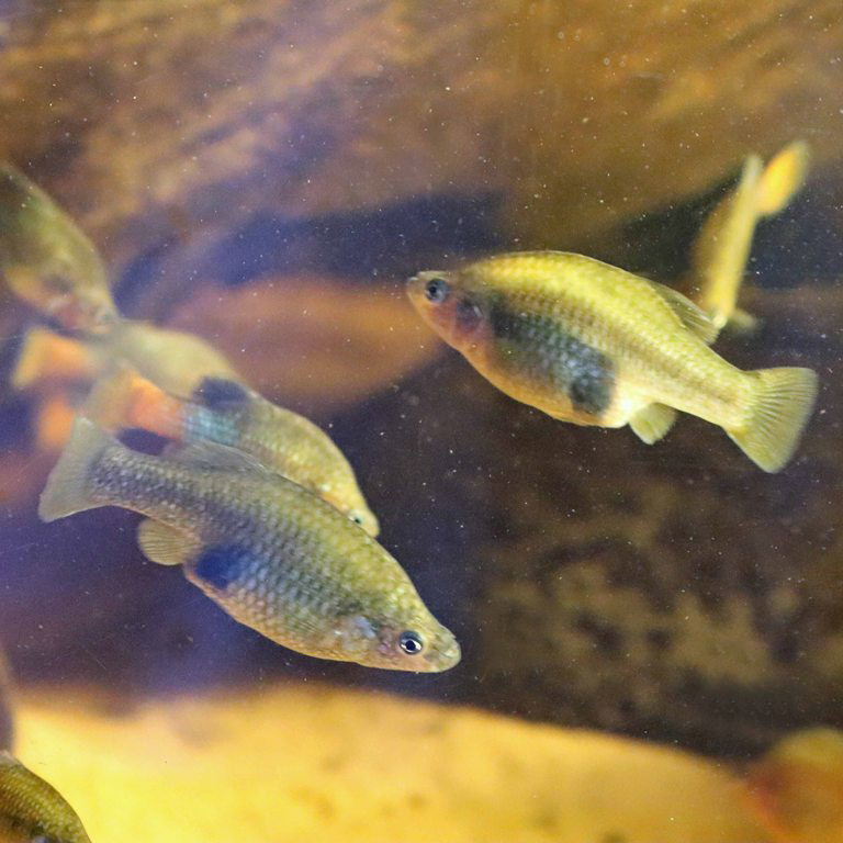 San Marcos Redtail Splitfin