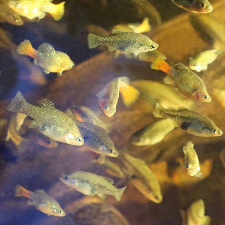 San Marcos Redtail Splitfin