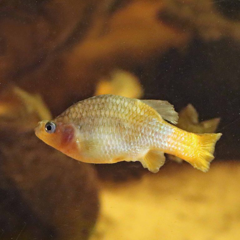 San Marcos Redtail Splitfin