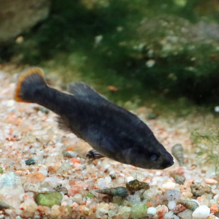 Tequila Splitfin male