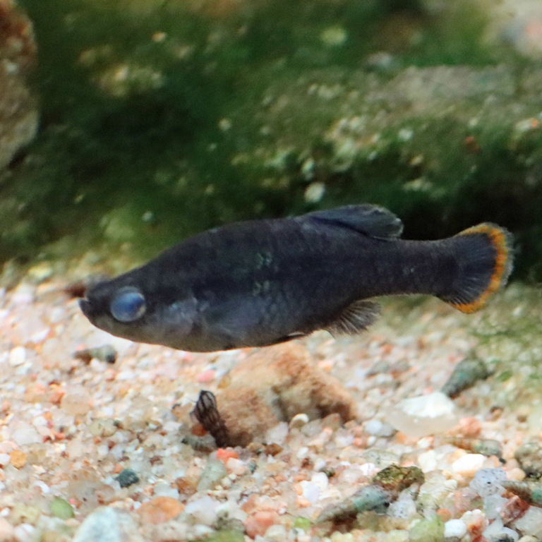 Tequila Splitfin
