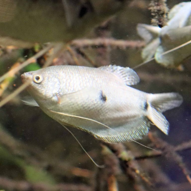 Threespot Gourami blue