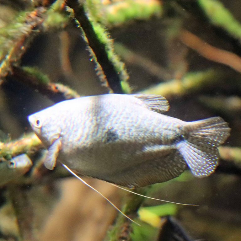 Three Spot Gourami
