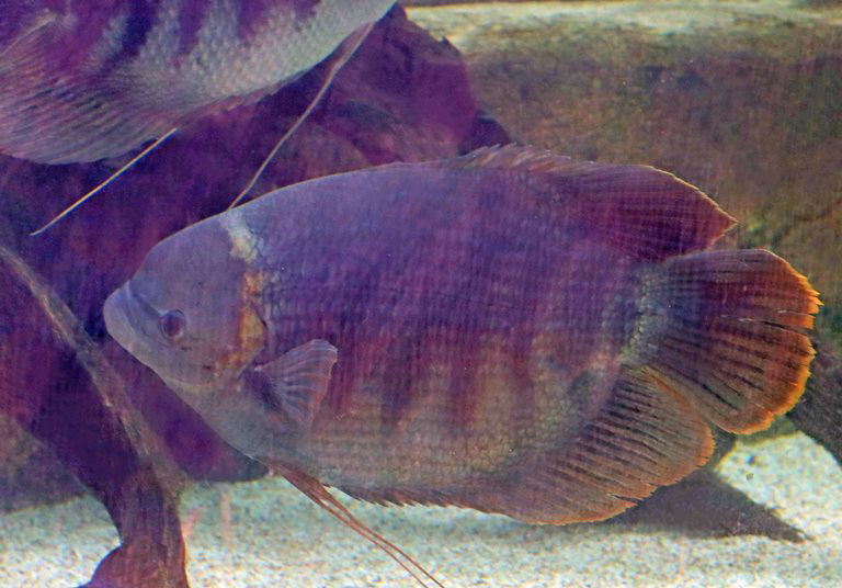 Borneo Giant Gourami