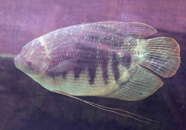 Borneo Giant Gourami