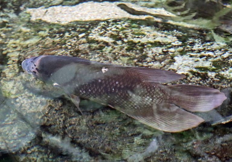 Borneo Giant Gourami