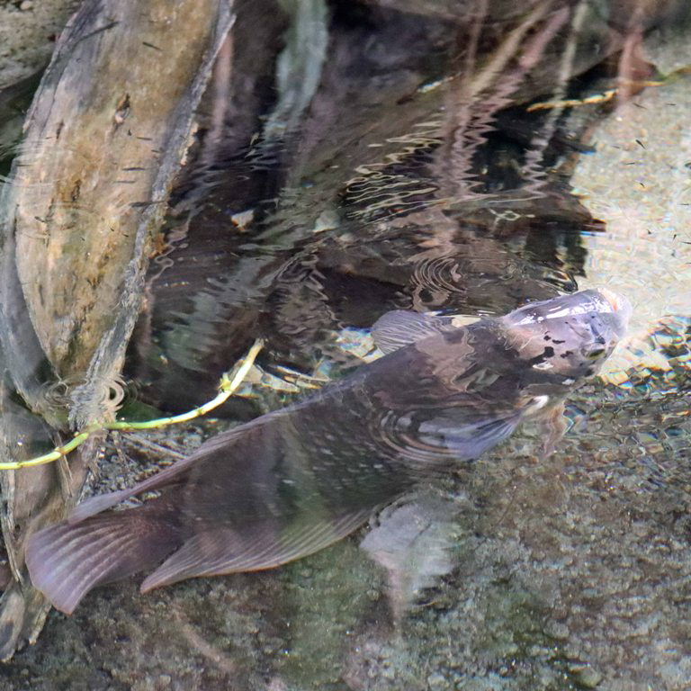 Borneo Giant Gourami