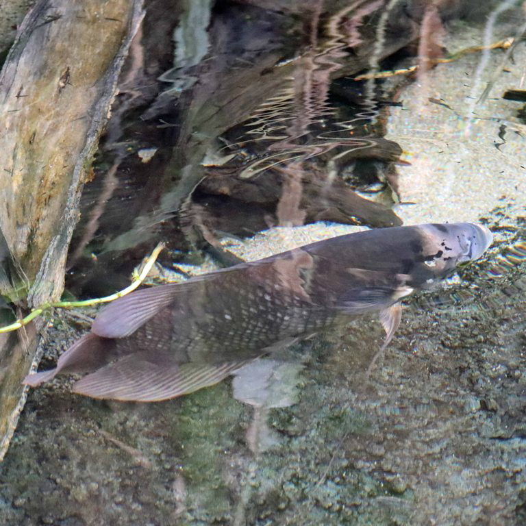 Borneo Giant Gourami
