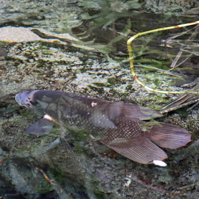 Borneo Giant Gourami