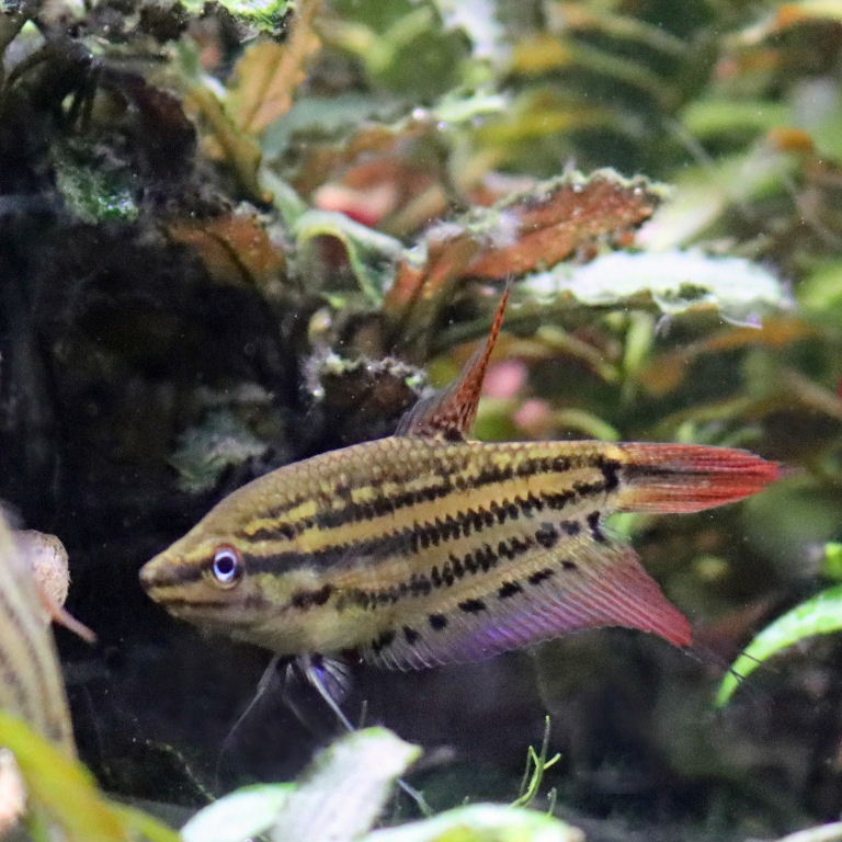 Croaking Gourami