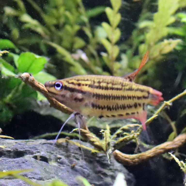Croaking Gourami