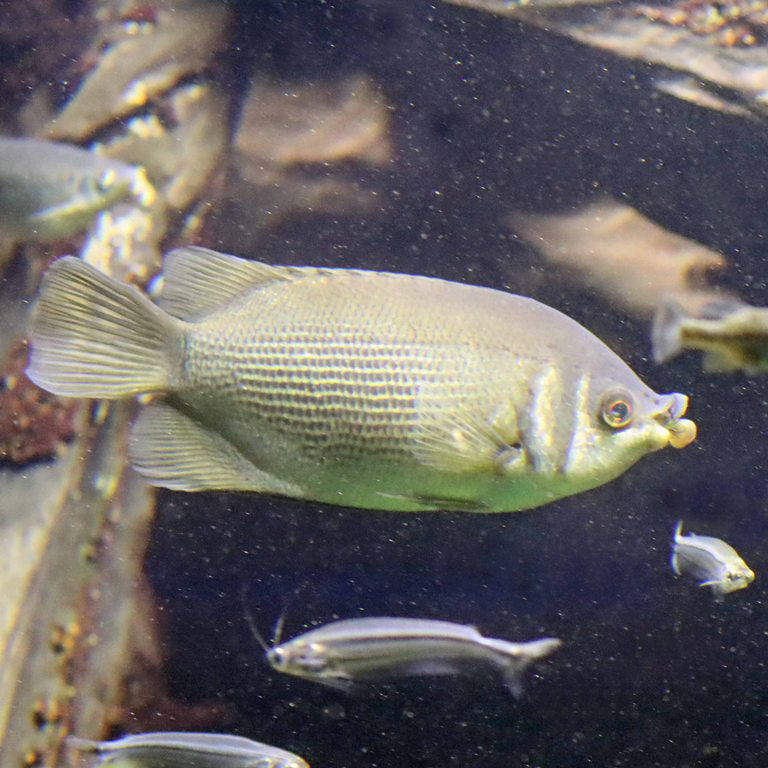 Kissing Gourami