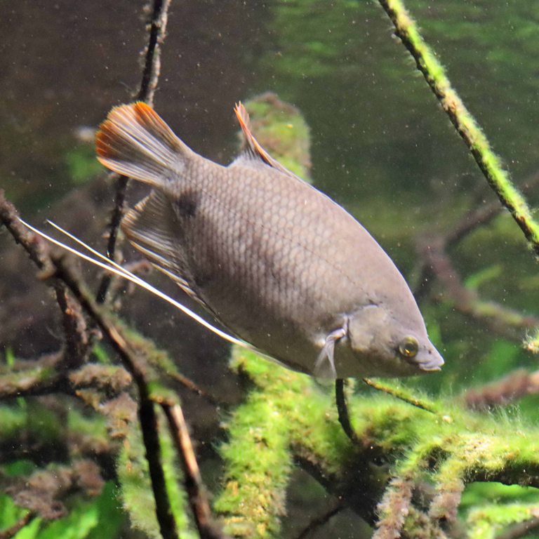 Giant Red-tailed Gourami