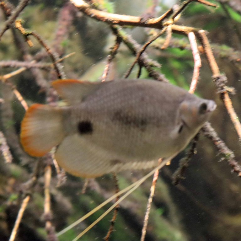 Redtail Giant Gourami