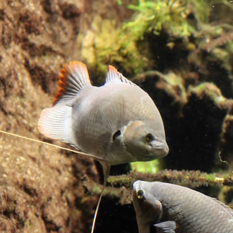 Redtail Giant Gourami