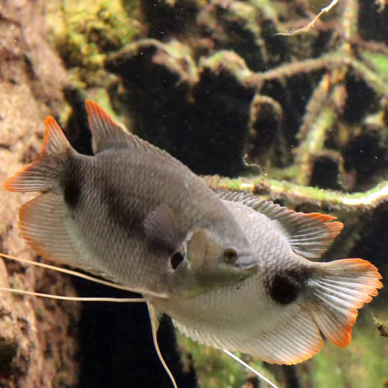 Redtail Giant Gourami