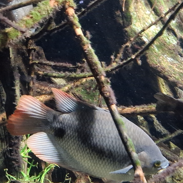 Giant Red-tailed Gourami