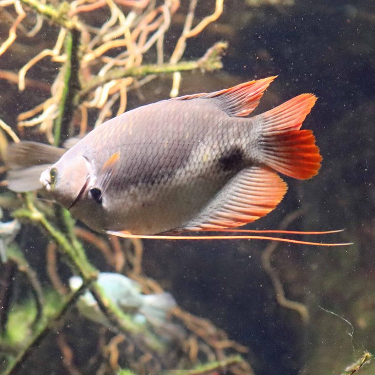 Redtail Giant Gourami