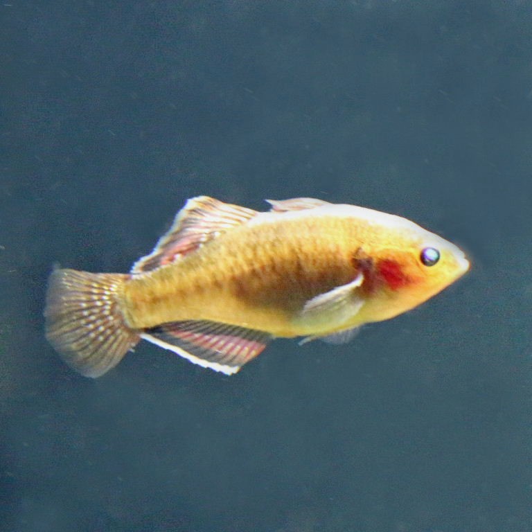 Empire Gudgeon male