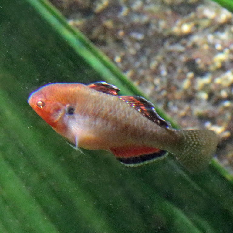 Empire Gudgeon male