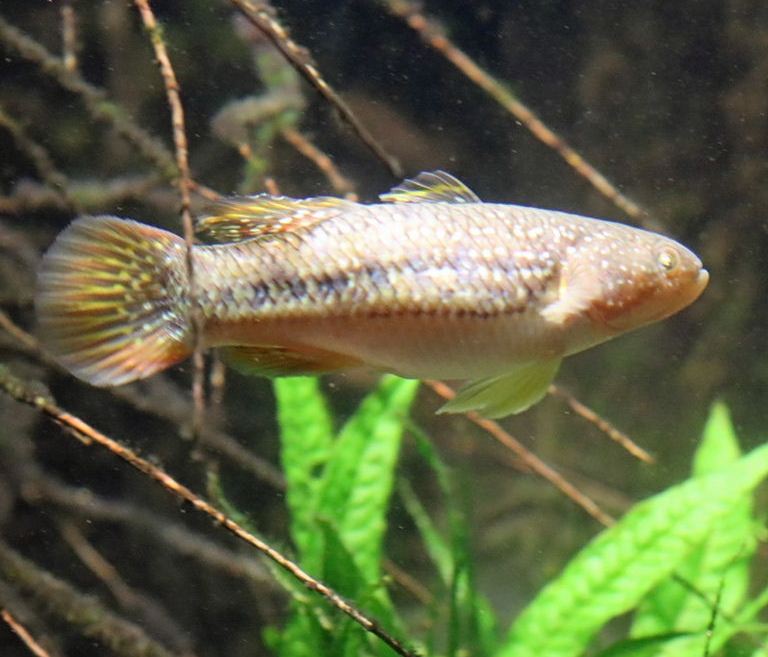 Galaxy Gudgeon