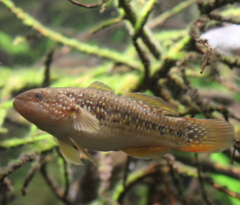 Galaxy Gudgeon