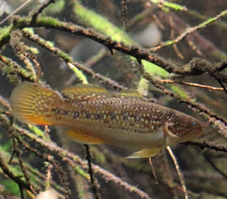 Galaxy Gudgeon