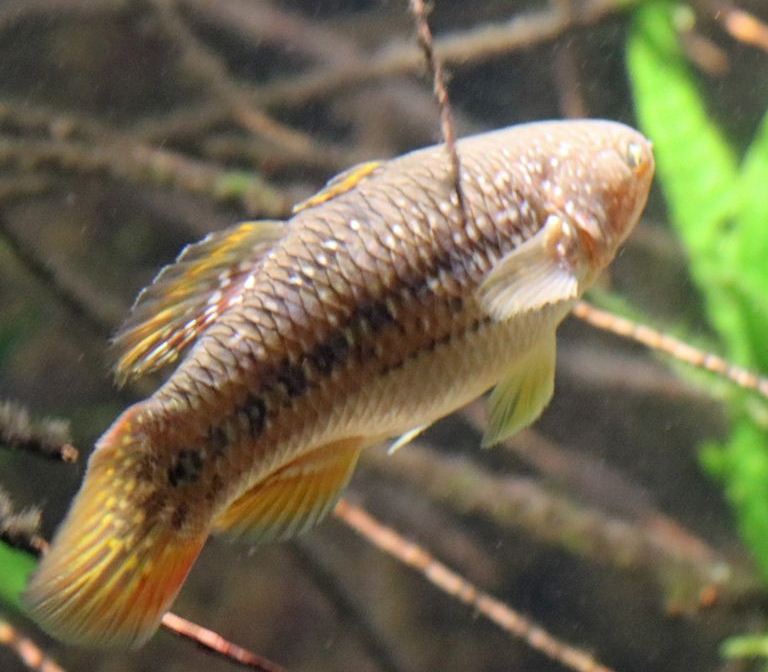 Galaxy Gudgeon
