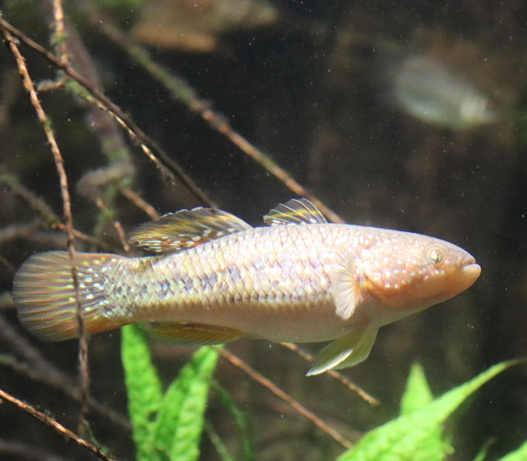 Galaxy Gudgeon