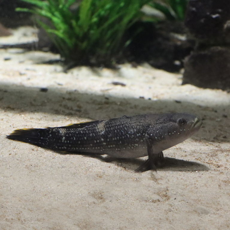 Spangled Gudgeon