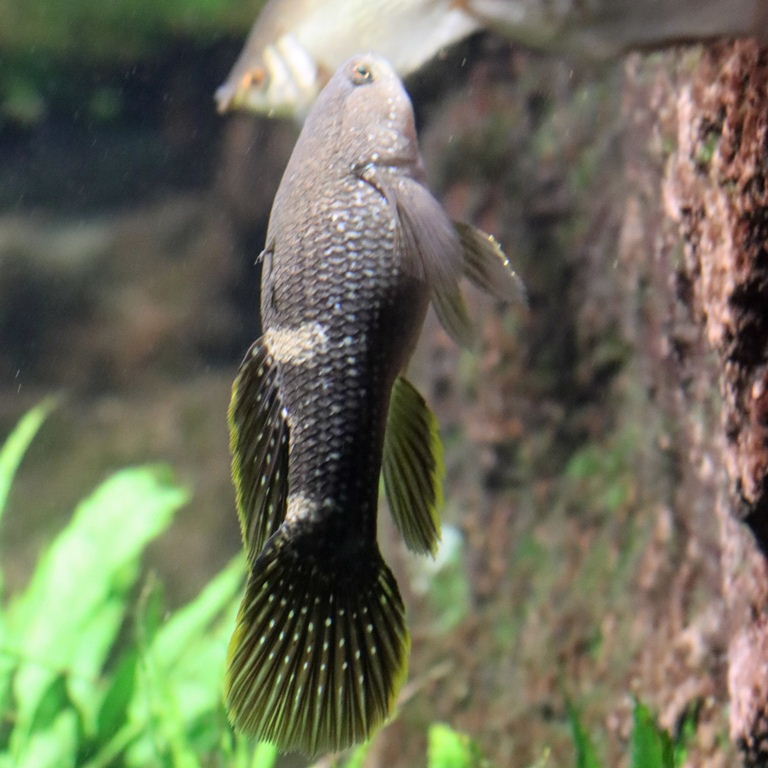 Spangled Gudgeon