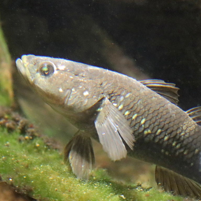 Spangled Gudgeon