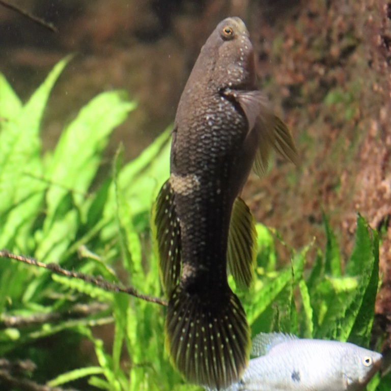 Spangled Gudgeon