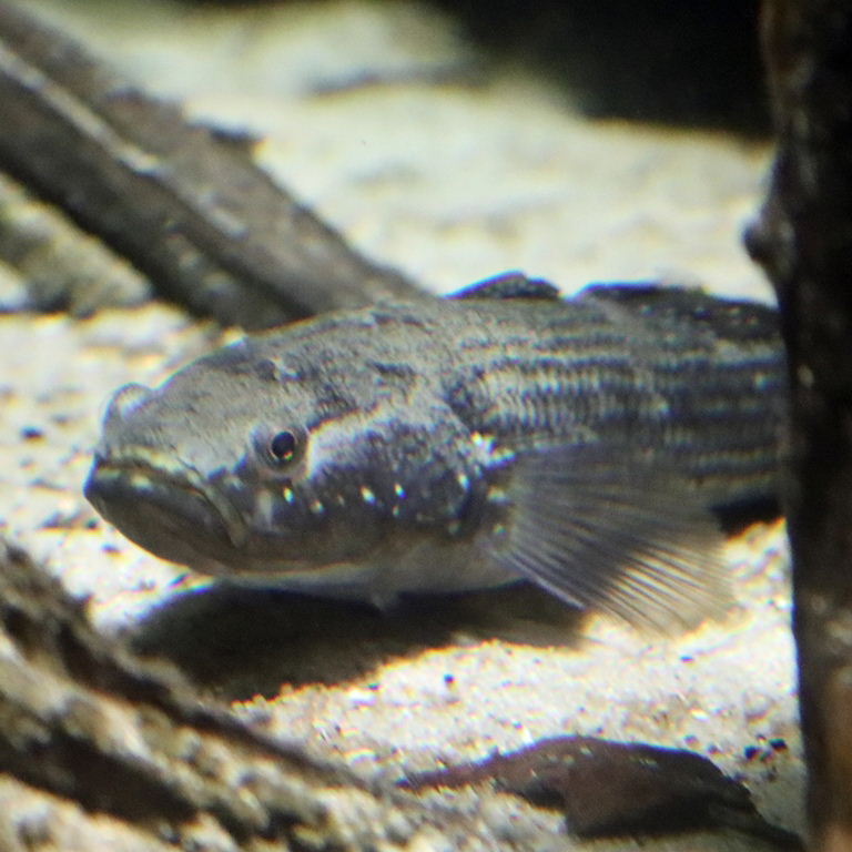 Spangled Gudgeon