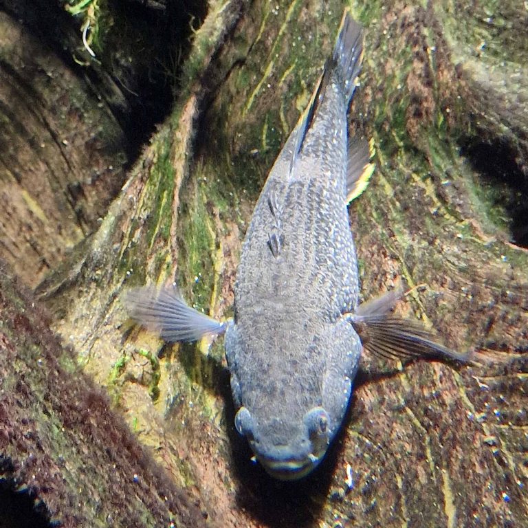 Spangled Gudgeon