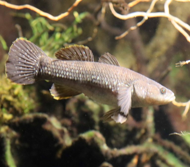 Spangled Gudgeon