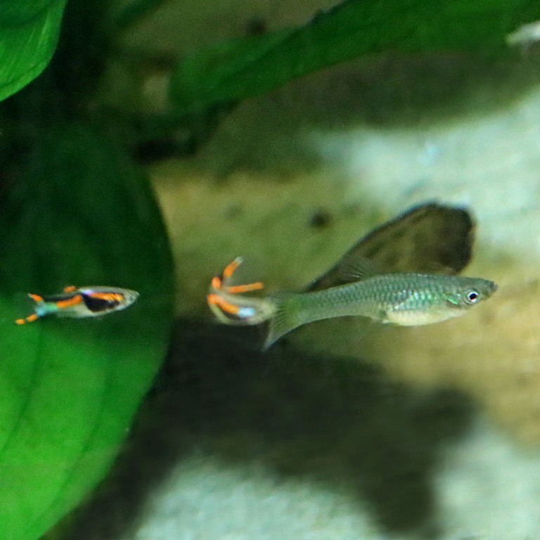 Endler's Livebearers