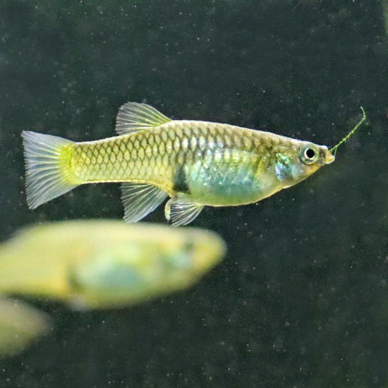 Endler's Livebearer female